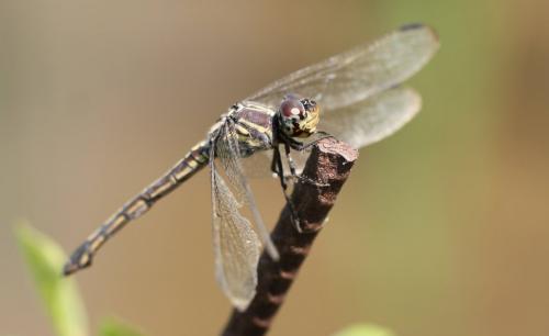Potamarcha congener